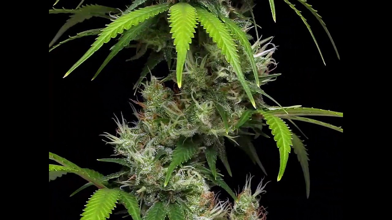 Golden Pineapple Zoom