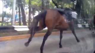 Табун сбежавших лошадей устроил бешеные скачки в центре Мехико!(Десятки перепуганных полицейских лошадей устроили скачки по одной из центральных улиц Мехико,распугав..., 2013-09-03T04:54:38.000Z)