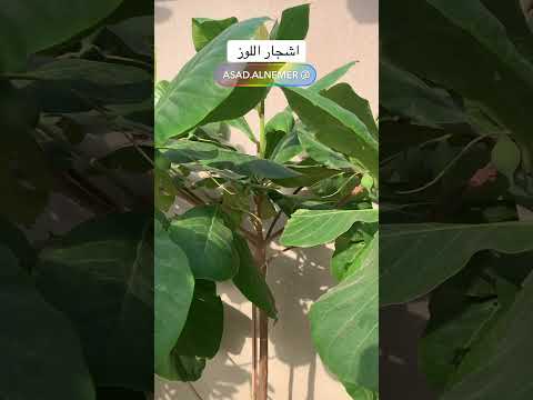 اشجار اللوز