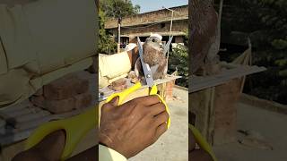 Indian Ka Udane Kubter Kubter Sho Pigeon Video,