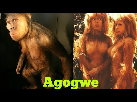 Vídeo: Hominídeo Africano Agogwe - Visão Alternativa