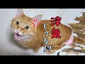 別室で過ごす子猫の元へ行く飼い主に、浮気を疑って激怒する先住猫