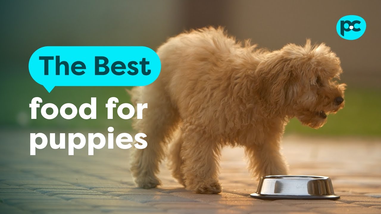 How Much Max Adult Dog Food.Should Puppy Eat a Day: Expert Guide