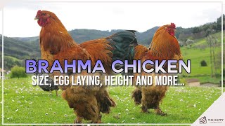 Brahma Chicken  Size, Egg Laying, Height and More…