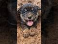 Dog Digging: Instinct or Boredom? 🤔 #pawventure