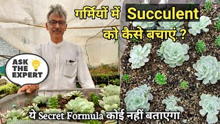 गर्मियों में Succulent को कैसे बचाएं | Best Summer Succulents Potting Mix With Result