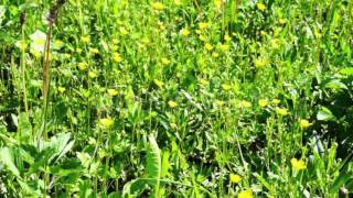 Spring Meadow With Yellow Flowers