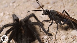 Tarantulas Take Hooking Up To The Next Level | Deep Look