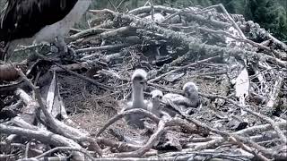 30 May 01:00 ~ #3 attacks the nest 😜 does a healthy poop ~ ©️NRW LlynClywedog