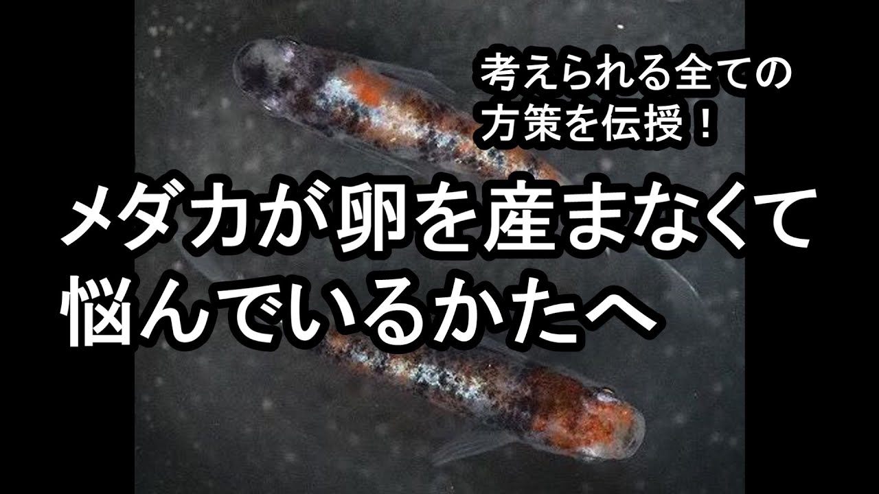 メダカ 飼育 メダカが卵を産まないとお悩みの方へあらゆる方法を解説 滋賀県のメダカ販売店 めだか藁屋 高木正臣 Youtube