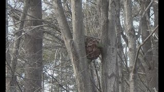 DIY Squirrel Drey/Nest