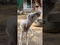 Baby Goats Running Over for Milk Time 🍼🐐 #cute #cutefarmanimal #animals