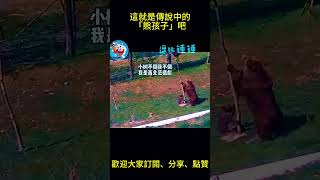 搞笑動物系列第1087集  這就是傳說中的「熊孩子」吧 #搞笑 #黑熊 #funny #搞笑 #黑熊 #熊日常 #熊日常 #搞笑视频 #老友狗狗 #搞笑视频 #老友狗狗 #animals #黃狗