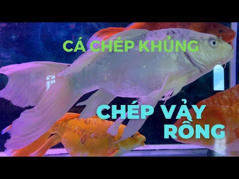 Video cá chép phụng siêu to khổng lồ (cá chép vảy rồng) - youtube