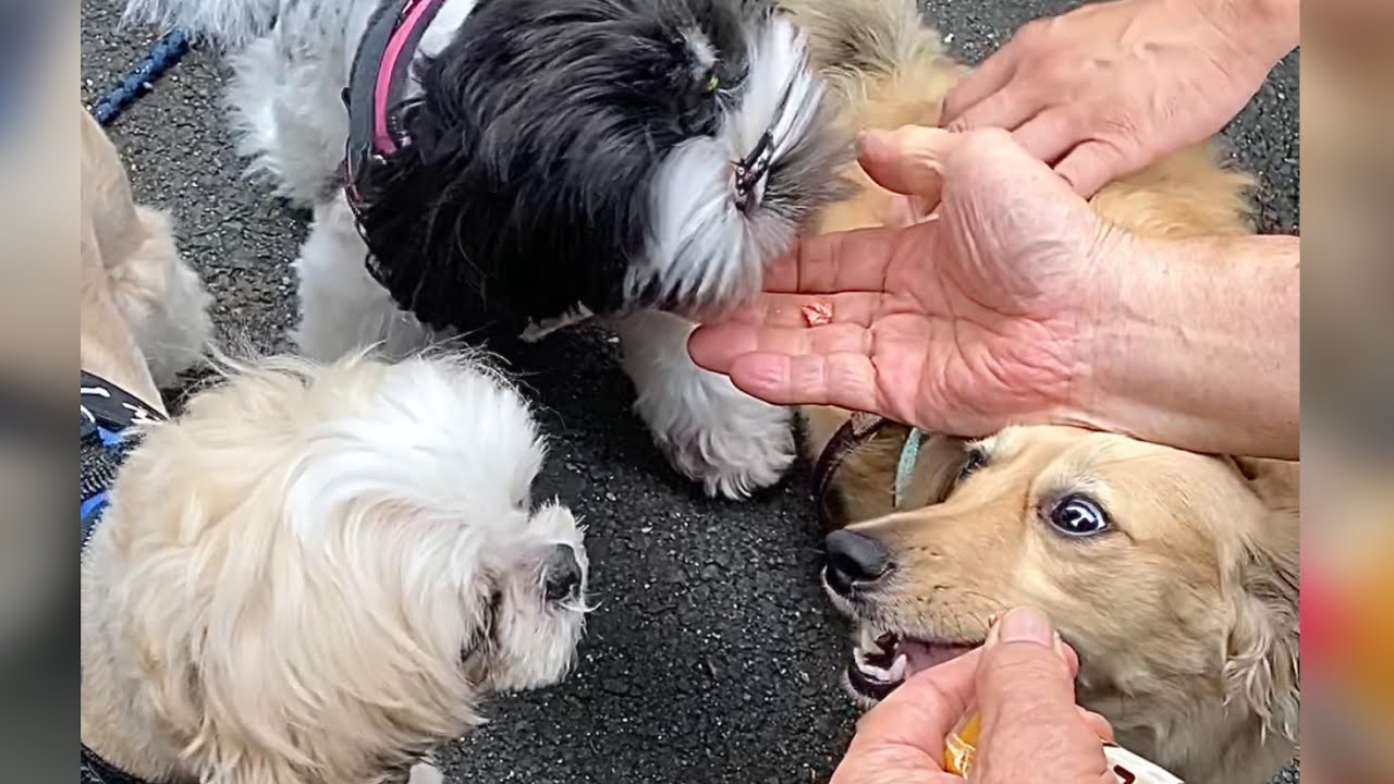 ほのぼの 犬好きおじさんにオヤツをもらうワンコ達 お散歩風景 短い動画 Dog Loving Uncles And Dogs Shorts Youtube
