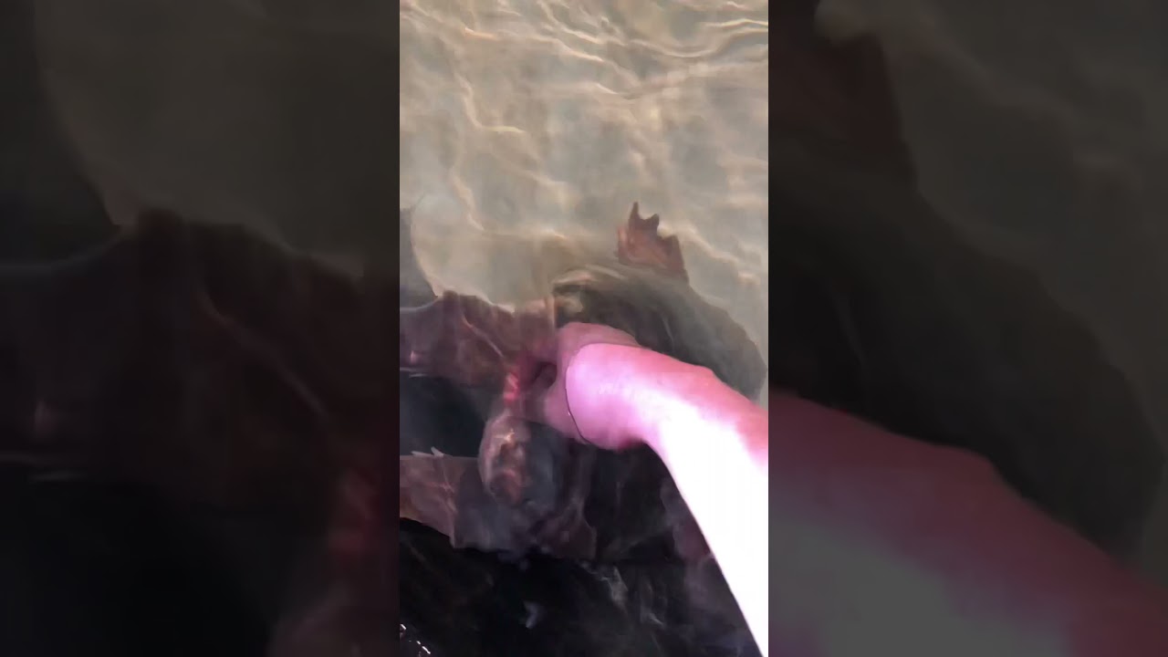 Summer Vacay with Porkins the Pig-Nosed Turtle 