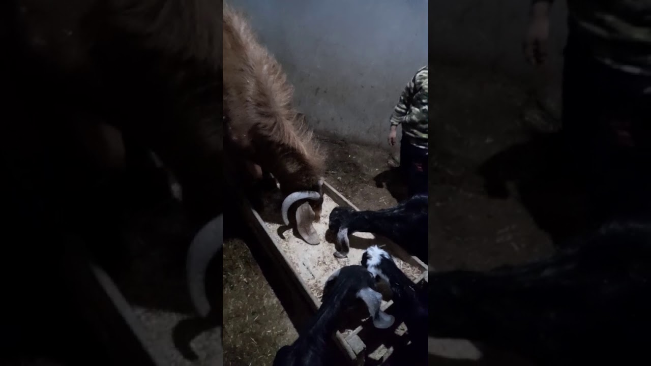 طريقه تغذيه الماعز  بالتفصيل🐐💙👍