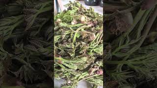 지리산 자연산 야생 산두릅 판매 010.7236.9135