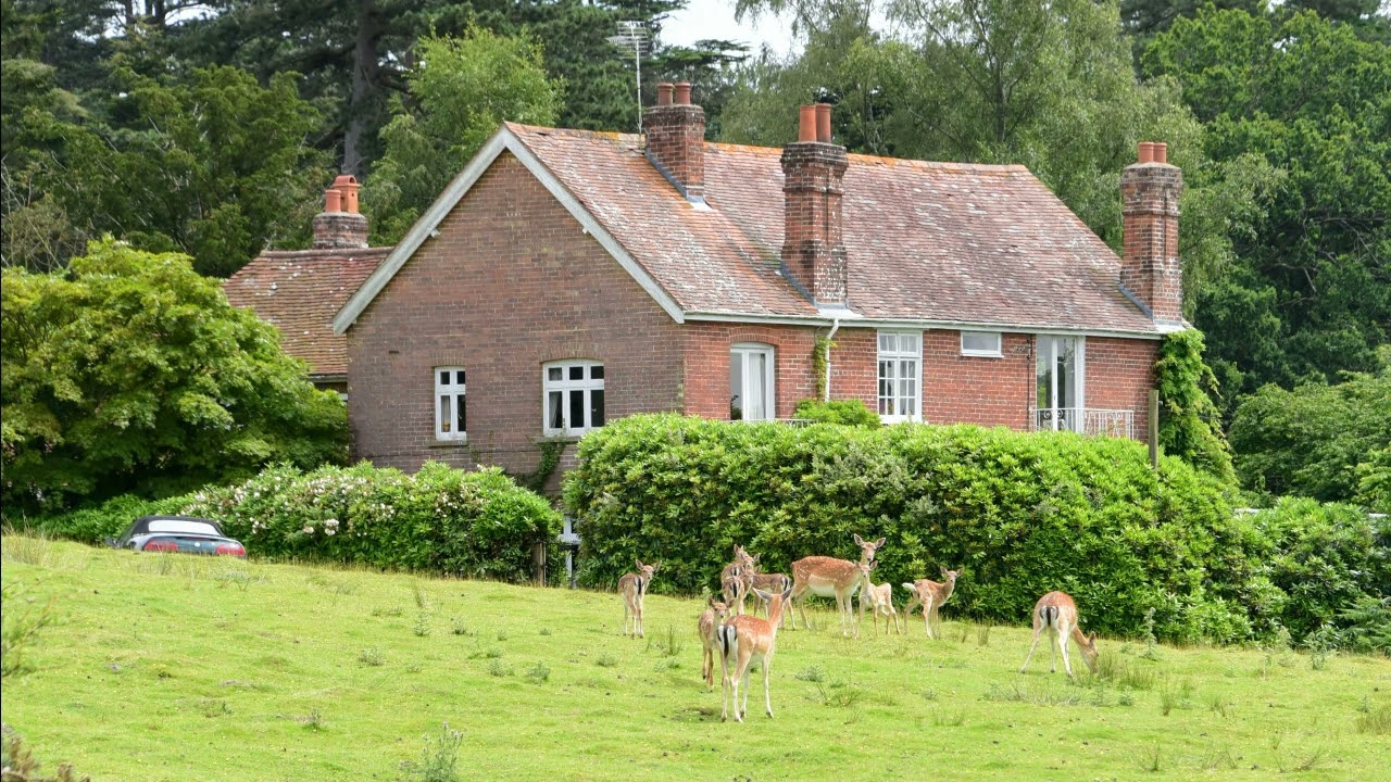 Bolderwood Deer Sanctuary New Forest Hampshire July 2017