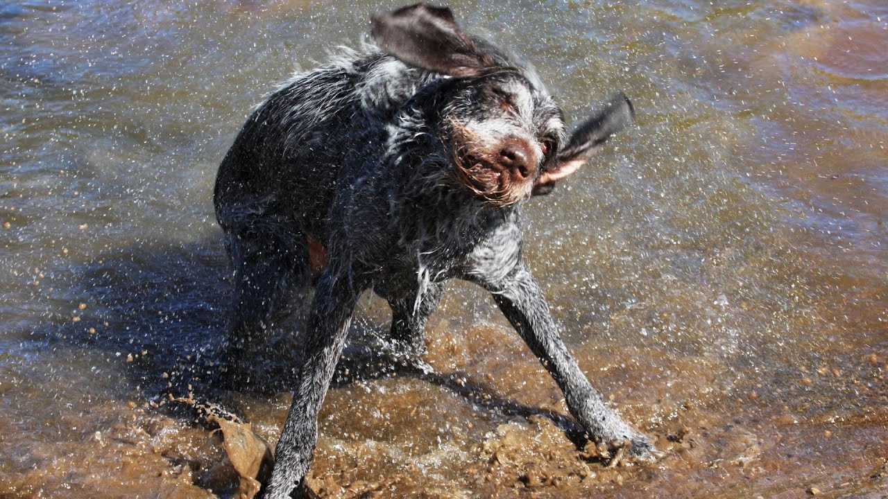 How to Train a German Wirehaired Pointer - A Step-By-Step Guide - YouTube