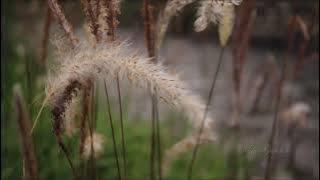 (background video) rumput ilalang.