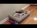 Adorable beagle puppy locks onto your heart