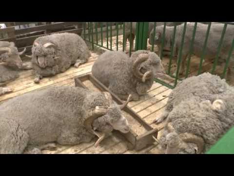 Золотая осень 2016