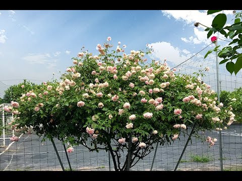 bo hoa dep nhat viet nam New Update 10 giống hoa hồng cổ Việt Nam chơi Tết 2019 đẹp nhất không thể bỏ lỡ