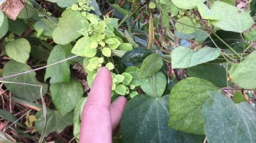 Loại cây quý hơn vàng thần dược cho bệnh yếu sinh lí cho cả nam và nữ