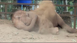 ThaiKoon&#39;s Peaceful Nap at Elephant Nature Park - ElephantNews