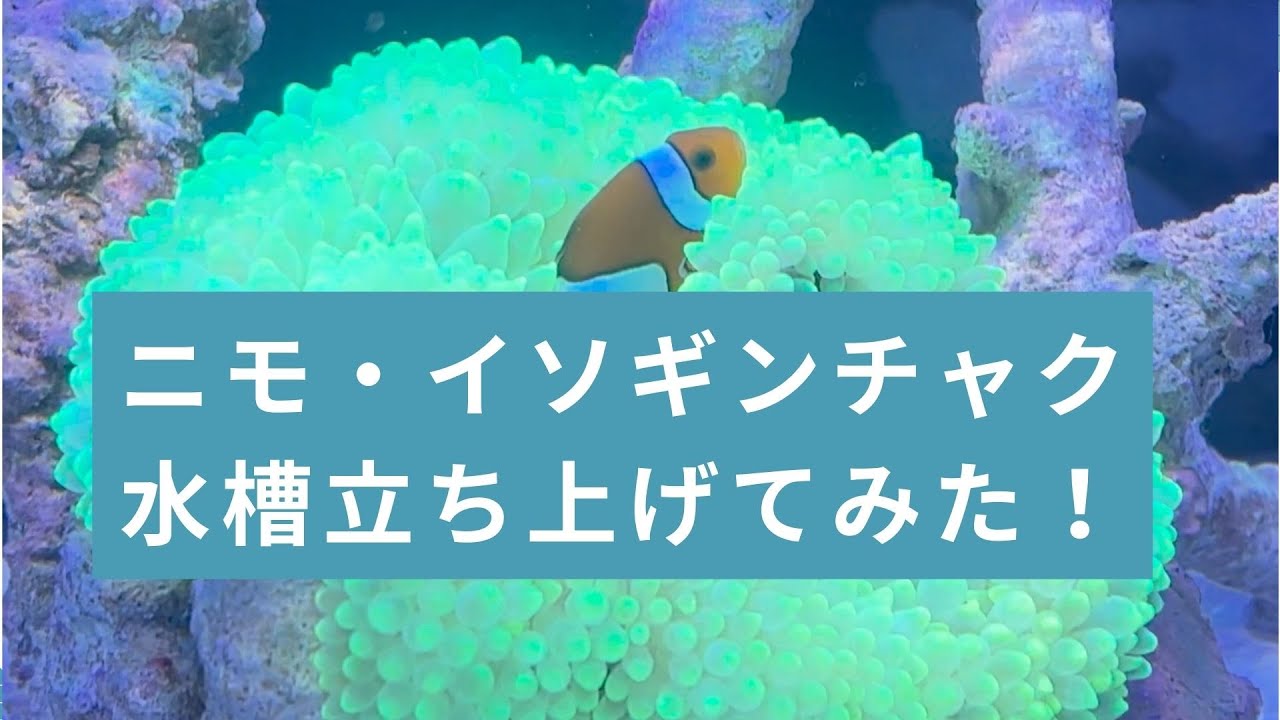 【水槽立上げ】ニモ・イソギンチャク水槽を立ち上げてみた！