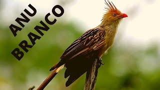 Anu branco,Guira guira, cantando -canto do anu branco