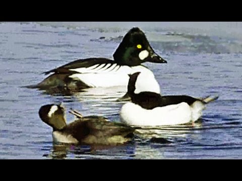 Buffleheads and Common Goldeneye - March 2, 2015 
