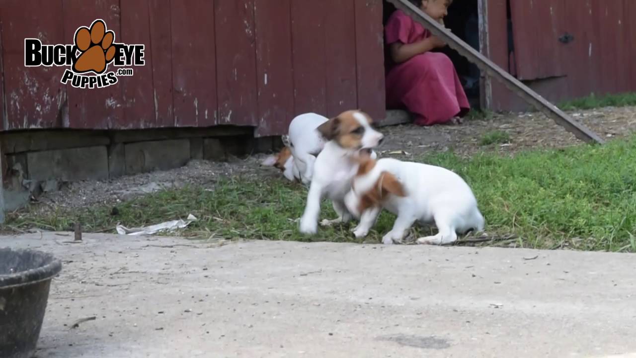 Jack Russel Puppies