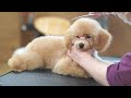 【１分動画】ファーストトリミング　トイプードル