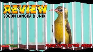 REVIEW SOGON PARUH PUTIH UNIK JARANG DI TEMUI DI ALAM LIAR