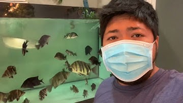 Cách xử lý khi cá rồng, cá hổ shock nước, lại dời hồ cơ cấu quán