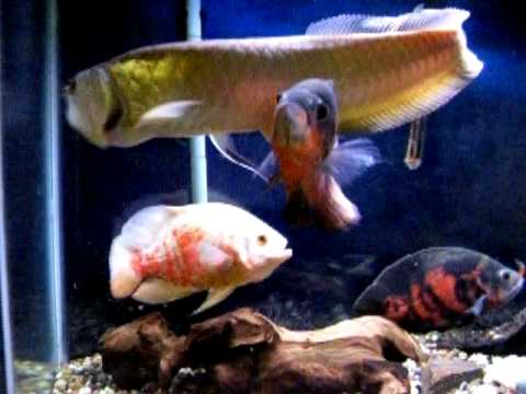 22" Arowana Eating Mouse 12" Oscars eating goldfish