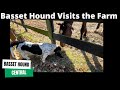 Basset Hound Visits a Farm.  Basset meets horses, chickens and other new friends.