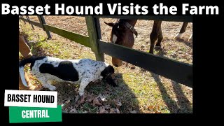 Basset Hound Visits a Farm.  Basset meets horses, chickens and other new friends.