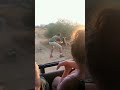 Safari Gone Wrong in 0.2 Seconds 💀#shorts