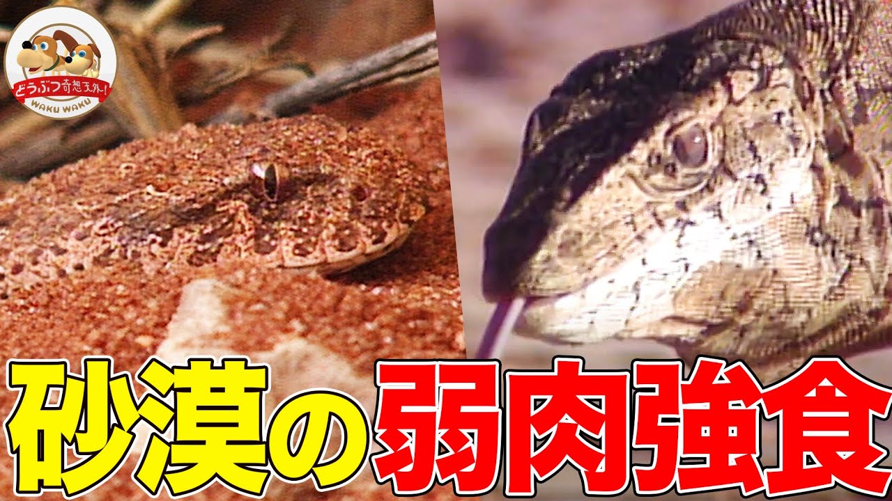 先住民は絞って飲む なぜオーストラリアの砂漠に住むカエルは乾燥しない 足から給水できるトカゲも その超絶サバイバル術に迫る どうぶつ奇想天外 Wakuwaku Youtube