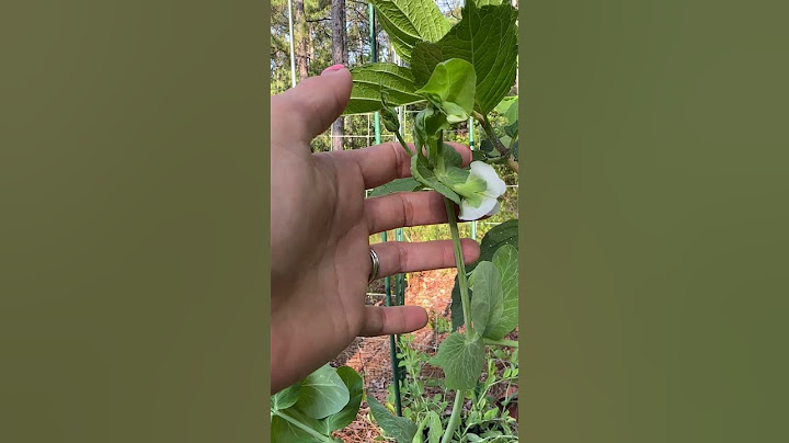 My Snowpeas #garden #farm  #farmer #gardenflowers #gardening #gardenflowers #gardendelight