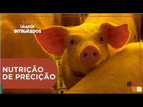 A importância da nutrição de precisão para alimentação dos suínos | Ligados&Integrados - 05/03/24