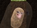 يلا يلا يا اولاد Explore Shorts يلا يلا يا اولاد Explore Shorts