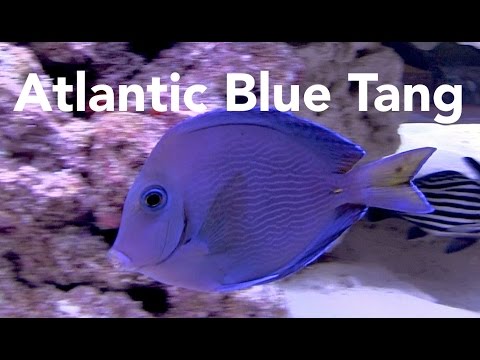 Video: Blue Tang Care Guide in zahteve