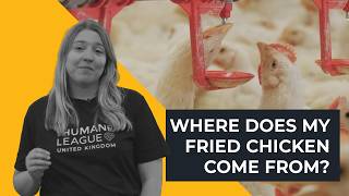 Where does my fried chicken come from!