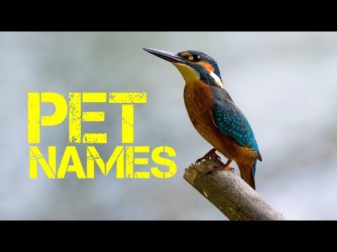 e-names-for-birds-male---youtube