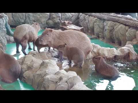 Семья капибар в Московском зоопарке