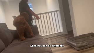 Client progress video with their Goldendoodle by PupScouts Dog Training 9 views 4 months ago 40 seconds